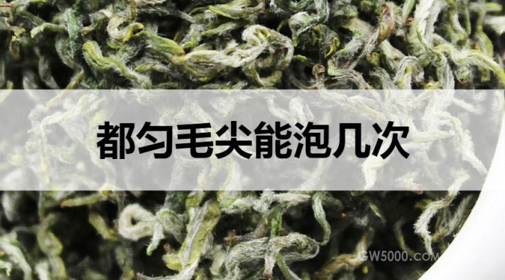 都匀毛尖能冲泡几次？