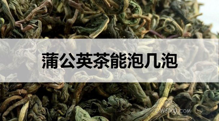 蒲公英茶能泡几泡？