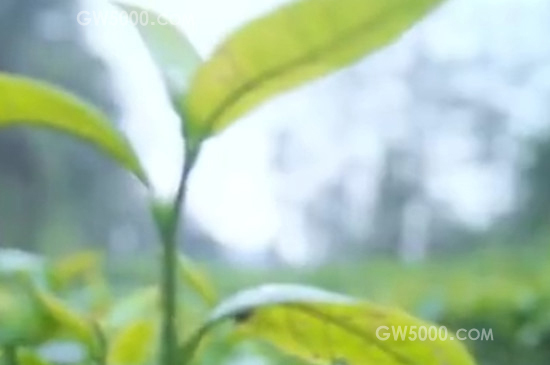 武夷水仙是什么茶？（乌龙茶）