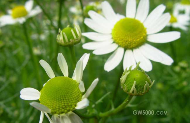 菊花种类图片大全