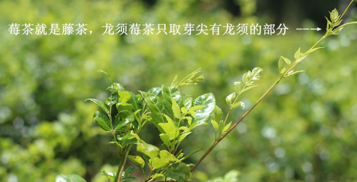 〖莓茶〗是什么茶？有什么用？