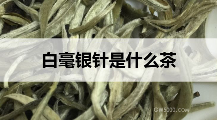 白毫银针是什么茶？