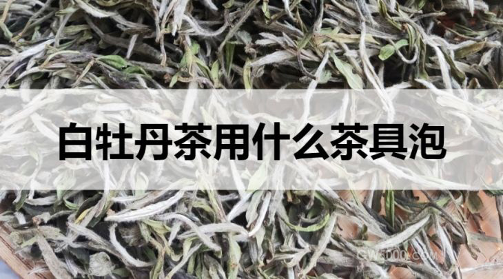 白牡丹茶适合用什么茶具冲泡？