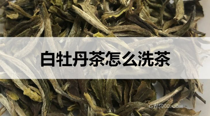 白牡丹茶怎么洗茶？