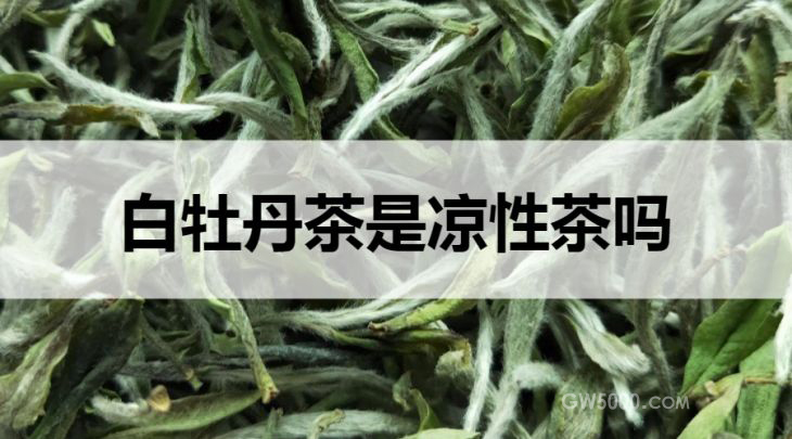 白牡丹茶是寒性茶吗？