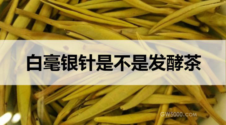 白毫银针是不是发酵茶？