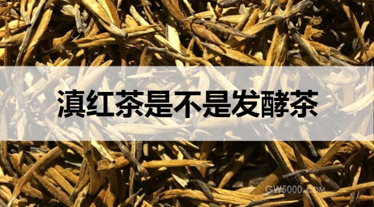 滇红茶是不是发酵茶？