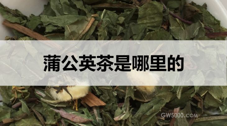 蒲公英茶是哪里的？