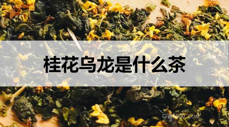 桂花乌龙是什么茶？