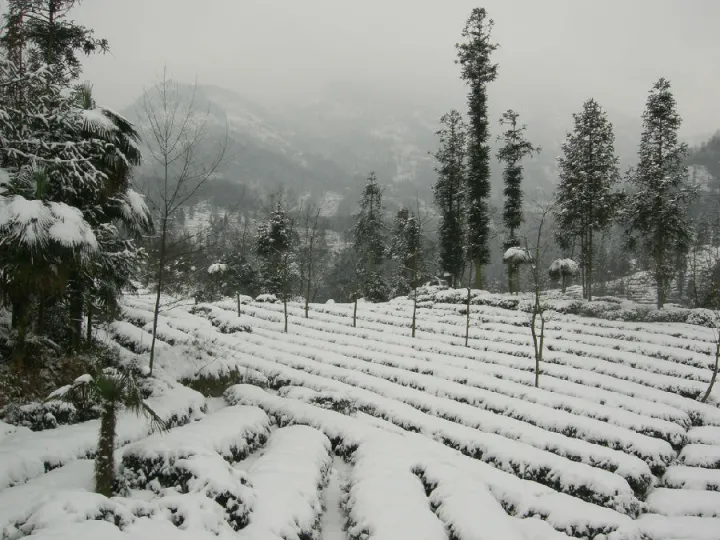 茶叶科普 | 峨眉雪芽