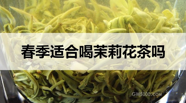 春天能喝茉莉花茶吗？