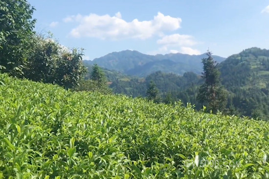 云雾绿茶产地是哪里