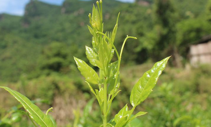 莓茶的功效与作用及禁忌有哪些？