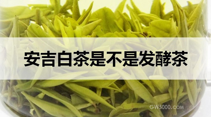 安吉白茶是不是发酵茶？