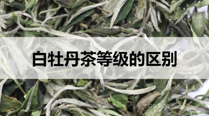 白牡丹茶等级的区别