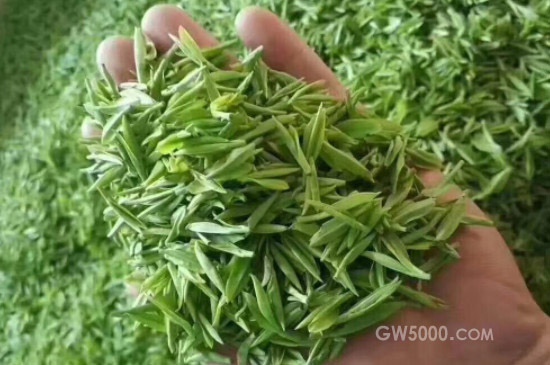 云雾茶是发酵茶吗