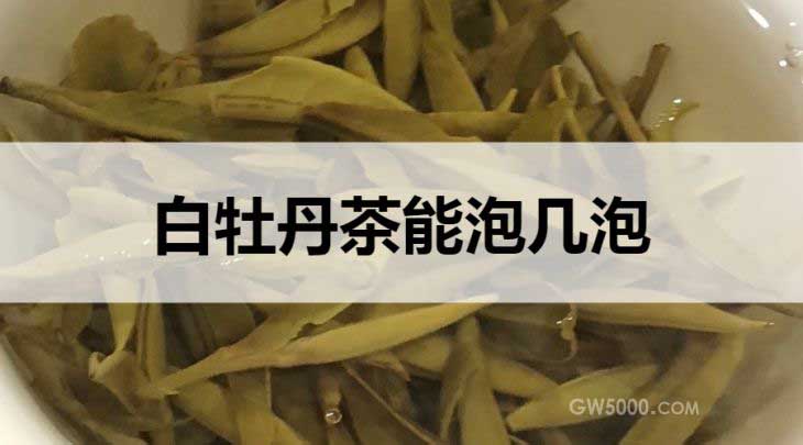 白牡丹茶能泡几泡？