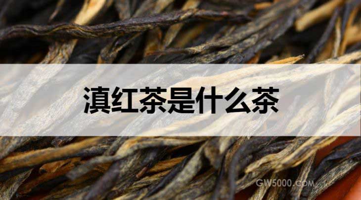 滇红茶是什么茶？