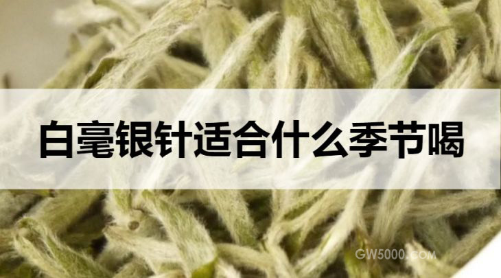 白毫银针适合什么季节喝？（春夏季）