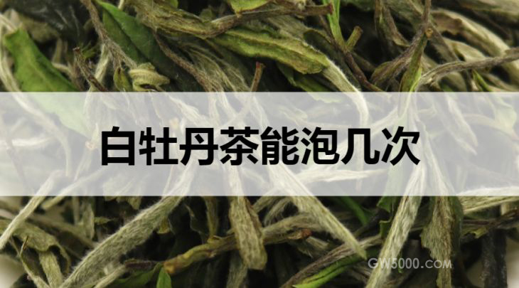 白牡丹茶能冲泡几次？