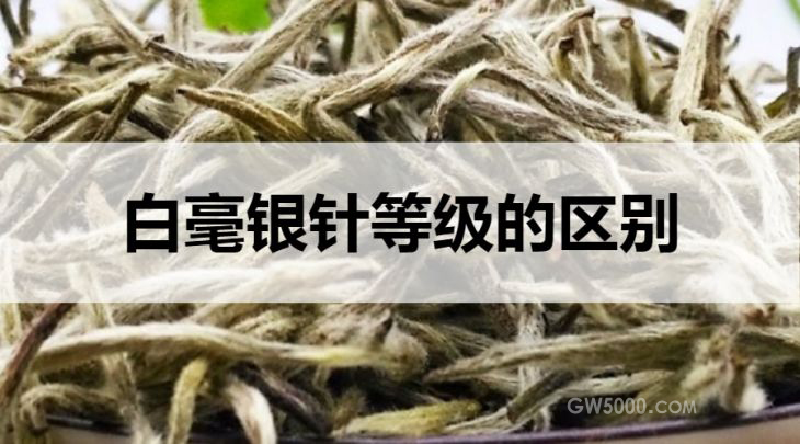 白毫银针等级的区别