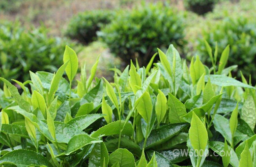 茶叶还可以是天然多功能植物饮料？了解完汀溪兰香的功效就知