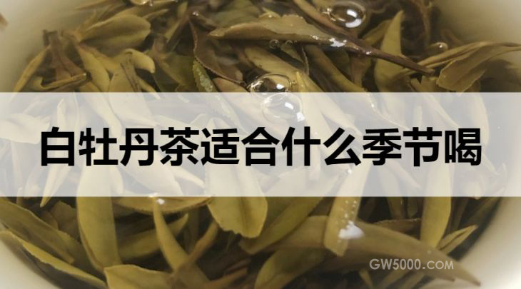 白牡丹茶适合什么季节饮用？