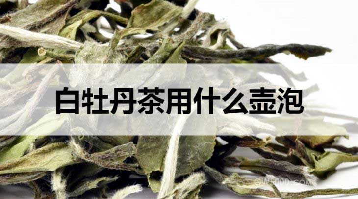 白牡丹茶适合什么壶泡？