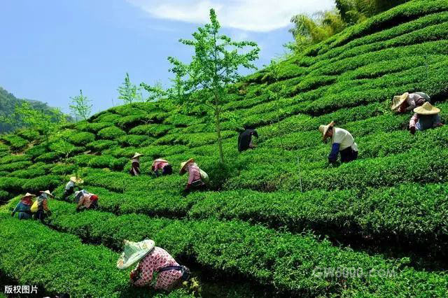 宜宾川红工夫茶：作为中国三大红茶之一者，特色独领风骚