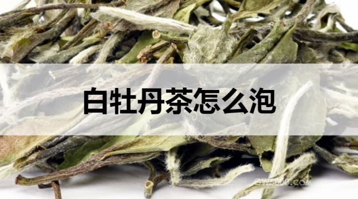 白牡丹茶怎么泡？附过程步骤