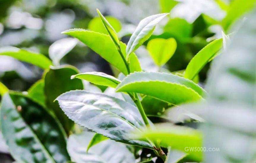 湄江茶冲泡步骤有哪些？（湄江茶冲泡方法）