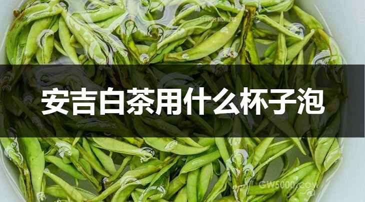 安吉白茶用什么杯子泡？