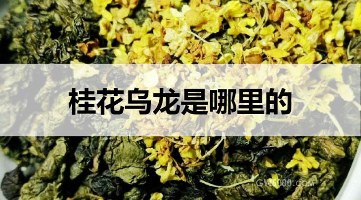 桂花乌龙是哪里的？