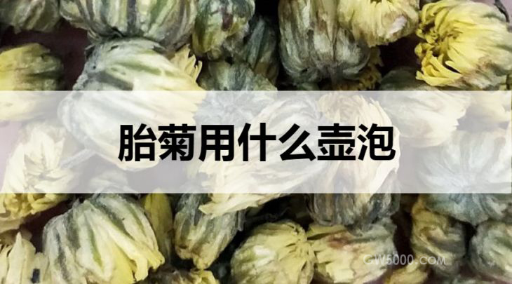 胎菊用什么壶泡？