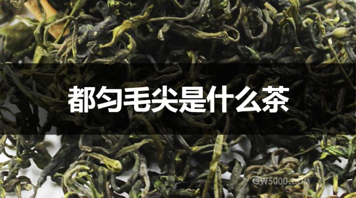 都匀毛尖是什么茶？绿茶