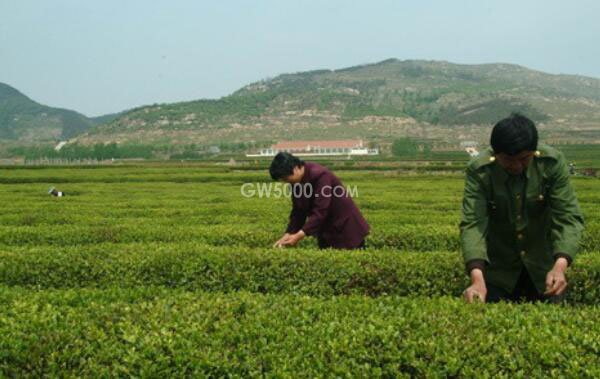 日照绿茶的特点，比普通绿茶更大（冲泡茶水颜色更深）